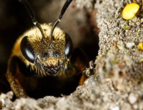 Apiculture : aide aux exploitations apicoles en difficulté