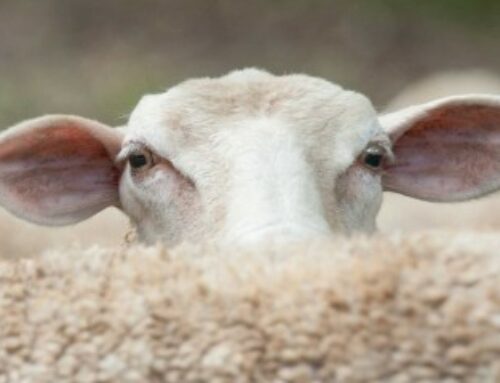 Élevages ovins et bovins : lutte contre la fièvre catarrhale ovine