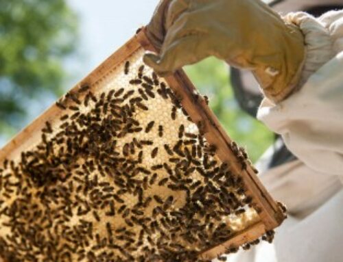 Apiculture : déclaration annuelle des ruches