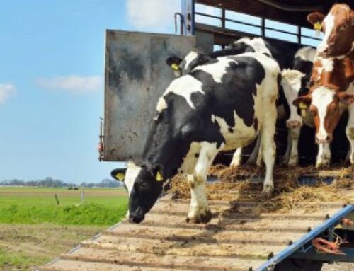 Élevages bovins et ovins : conditions de transport des animaux quittant la zone régulée