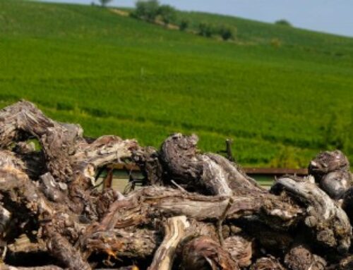 Viticulture : quel bilan pour les demandes d’aide à l’arrachage ?