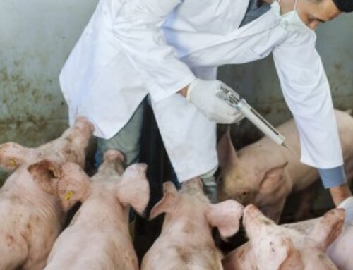 Élevages porcins : un plan d’audit sur la peste porcine africaine