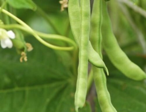 Maraîchage : lutte contre la bactériose vasculaire du haricot