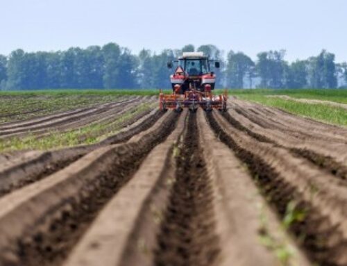 Mise à disposition d’une société de parcelles agricoles louées : il faut les exploiter !