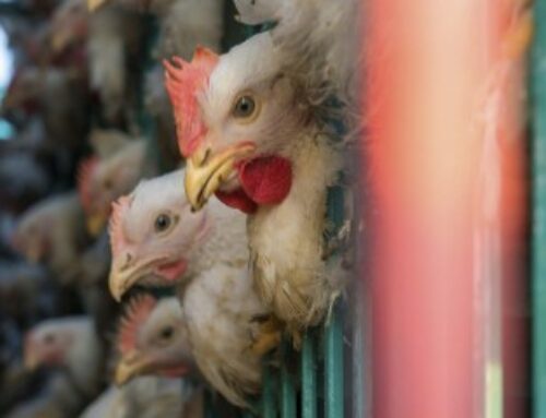 Aviculture : levée des embargos sur les volailles vers les États-Unis et le Canada