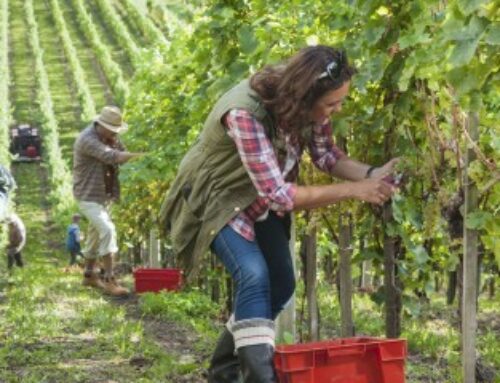 Exonération des travailleurs agricoles occasionnels : où en est-on ?